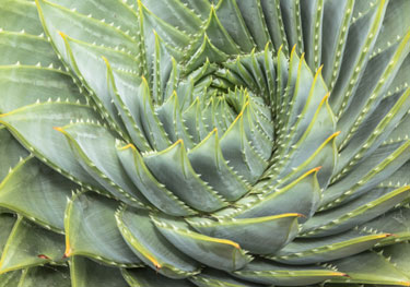 green swirl cactus, close up image